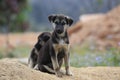 Family dogs live and playing in sand Ã¢â¬â¹Ã¢â¬â¹mound , dog live semi wild in the outback forest part 11 Royalty Free Stock Photo